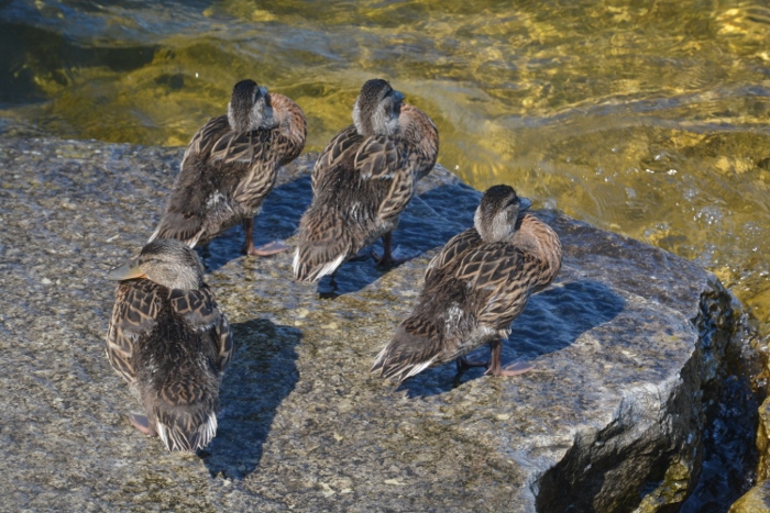 ducks on rock